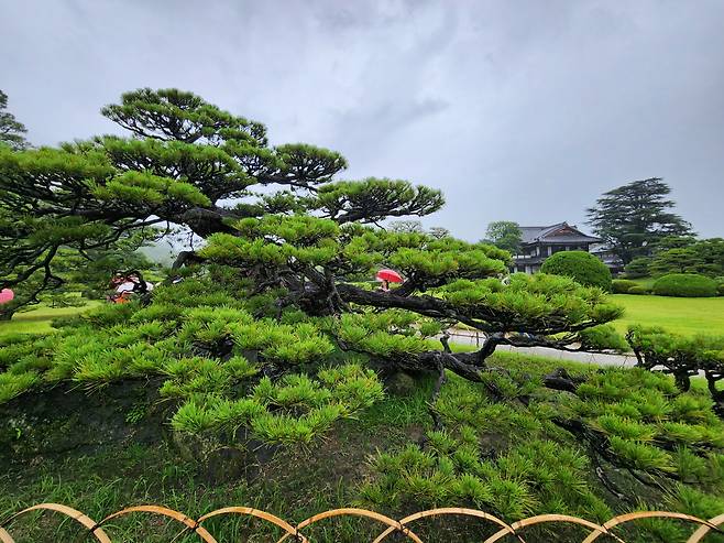린츠린 공원의 100억원짜리 분재 소나무