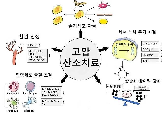 고압산소치료(HBOT)의 역노화 가능성과 관련한 주요 메커니즘 개념도 [자료=Redox Biology]