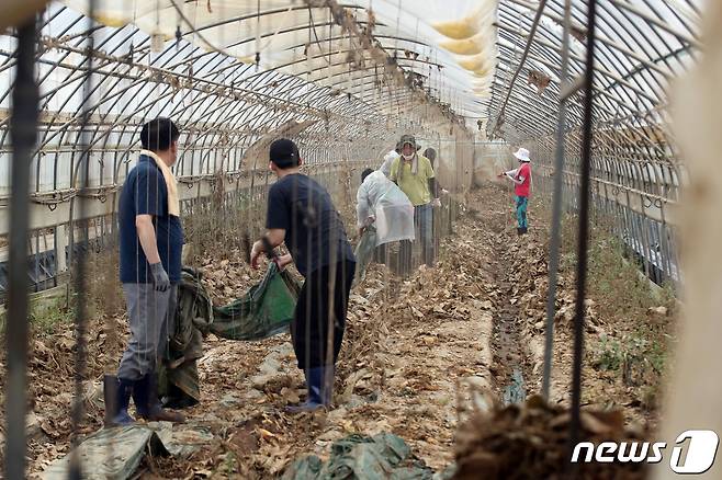 24일 오전 충청북도 청주시 흥덕구 오송읍의 한 농가에서 자원봉사자들이 수해 복구 작업을 하고 있다. 2023.7.24/뉴스1 ⓒ News1 황기선 기자