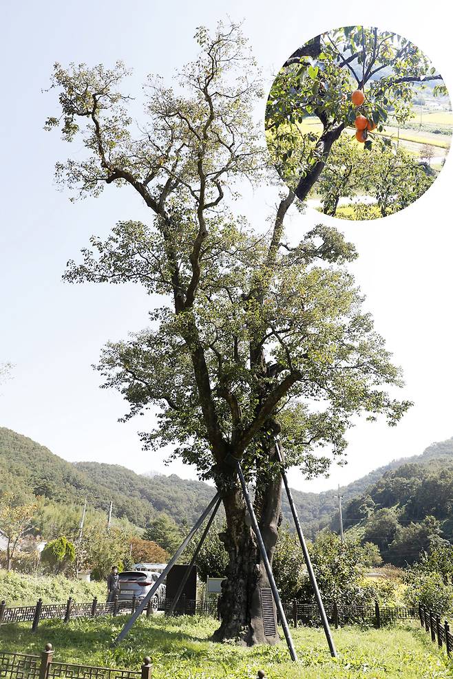 경남 의령 백곡리 감나무. 의령군 제공