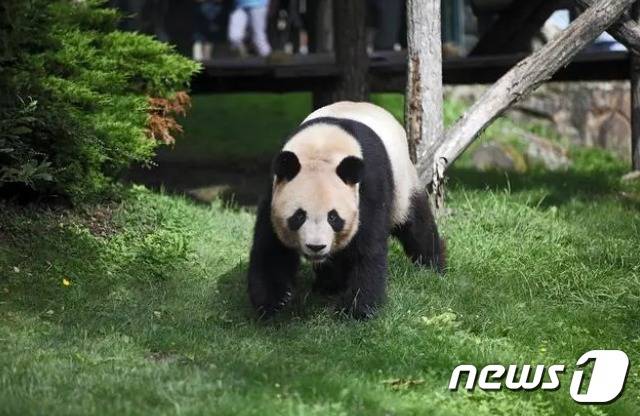 프랑스에서 태어난 자이언트판다 위안멍. (펑파이신문 갈무리)