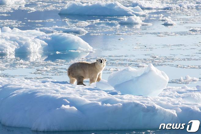 그린란드 빙하 ⓒ 로이터=뉴스1 ⓒ News1 이유진 기자