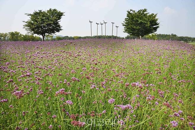 아름다운 꽃밭으로 탈바꿈해 관광객 유혹하는 갯골생태공원.[사진=시흥시]