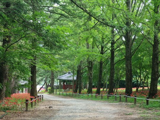 금산군은 8월31일까지 2억 원의 사업비를 들여 보석사~영천암 1.1㎞ 구간에 꽃무릇 19만 본을 식재해 포토존과 가볍게 산책을 즐길 수 있도록 사업을 추진한다. 사진은 보석사 일원에 심은 꽃무릇 단지 모습. 사진=금산군 제공