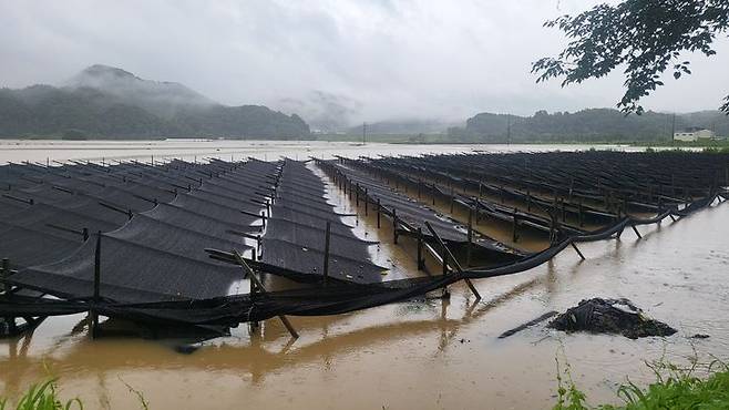 [괴산=뉴시스] 침수된 인삼밭. (사진=괴산군 제공) photo@newsis.com *재판매 및 DB 금지