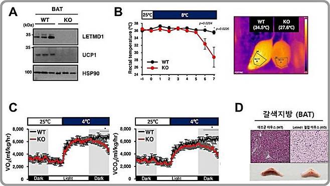 [대전=뉴시스]LETMD1의 갈색지방 열 생성 제어기전. LETMD1 단백질이 정상적으로 발현하면 UCP1도 정상적으로 발현하지만 LETMD1 단백질의 발현을 억제하면 UCP1의 발현도 억제됨된다. 또 LETMD1 단백질이 정상적으로 발현한 마우스는 추위 노출 시 체온을 유지하지만 결핍시 체온 유지를 못한다. *재판매 및 DB 금지