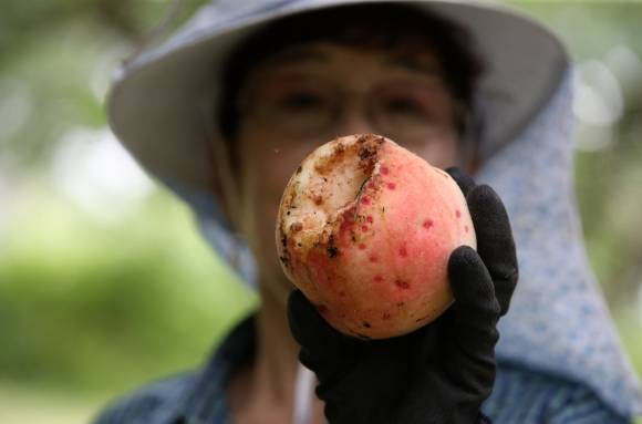 한 농부가 25일 전남 화순군 능주면의 한 과수원에서 폭우 피해로 폐기 처분할 수많은 복숭아 가운데 한 개를 들고 있다. 화순 연합뉴스