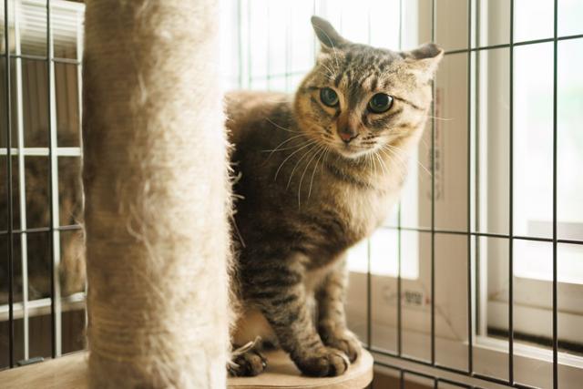 제주 세계유산센터에서 지내고 있는 마라도 출신 고양이가 입양 가족을 기다리고 있다. 유기동물 없는 제주네트워크 제공