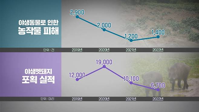 강원도내에서 접수된 야생동물 농작물 피해와 야생멧돼지 포획 실적