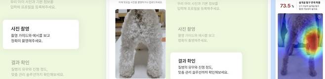 강아지 뒷모습 사진으로 슬개골 탈구 가능성을 알 수 있다[십일리터 홈페이지]