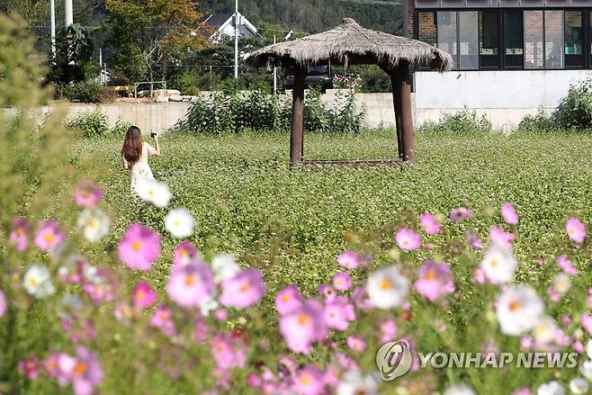 봉평 메밀꽃과 코스모스 [연합뉴스 자료사진]