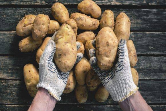 평소 감자의 색을 잘 기억하고 녹색으로 변한 감자는 먹지 않도록 주의하는 게 좋다.[사진=게티이미지뱅크]