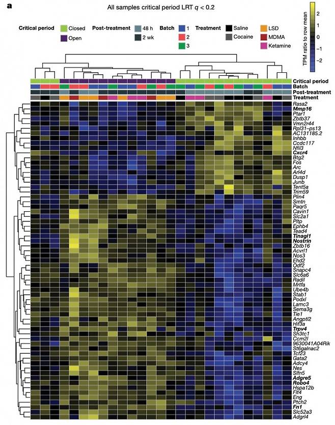 사이키델릭 약물에 의한 측좌핵 유전자 발현 변화 분석. 네이처제공