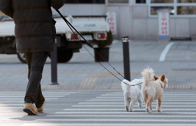 동물복지국회포럼은 연구 목적에 맞는 연구활동을 통해 동물보호법 전부개정안을 통과시키는 성과를 올렸다.[사진=연합뉴스]