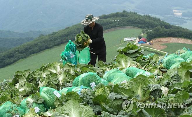 안반데기 배추 출하 한창 [연합뉴스 자료사진]