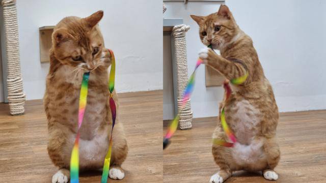 장난감을 좋아하는 고상이. 카라 제공