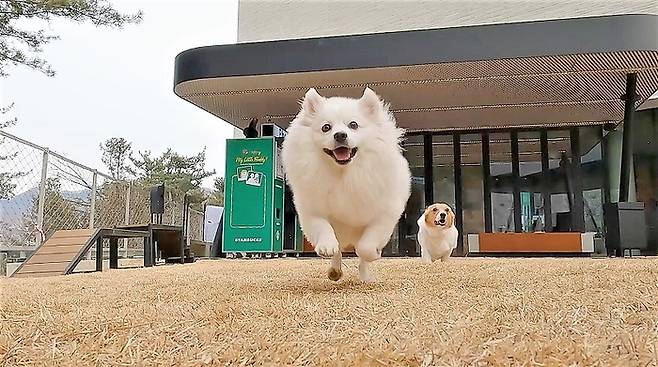 야외에 펫 파크 공간이 조성된 스타벅스 ‘더북한강R’점