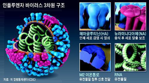 인플루엔자 바이러스의 구조./조선DB