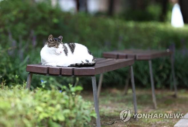 길고양이 ※ 기사와 직접적인 관계가 없습니다. [연합뉴스 자료 사진]