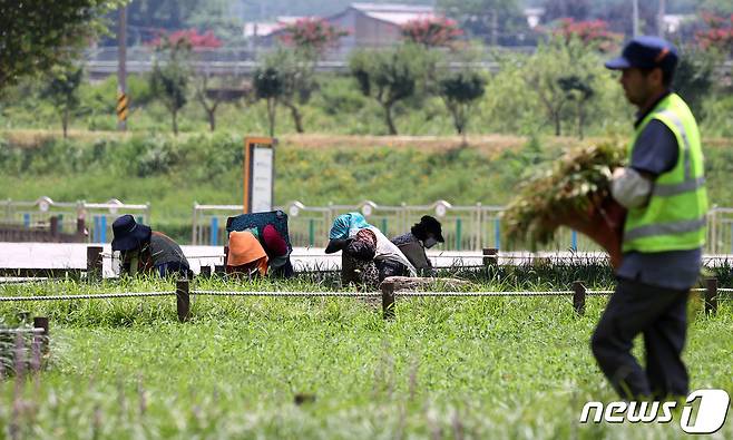 전국 곳곳에 찜통더위가 이어지며 폭염특보가 발효된 2일 오후 경북 성주군 성밖숲에서 용역업체 일꾼들이 왕버들과 맥문동 군락지 주변 웃자란 풀 뽑기 등 제초작업을 하고 있다. 2023.8.2/뉴스1 ⓒ News1 공정식 기자