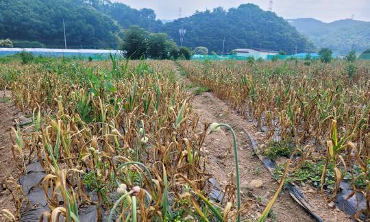 서산6쪽마늘사진=대전일보 DB