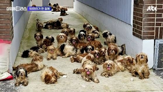 지난달 27일 JTBC상암동 클라스, '광클e뉴스'에서는 포항의 한 빌라에서 발견된 시츄 50마리에 대한 뉴스를 전했다. 〈사진=JTBC상암동 클라스 방송화면 캡처〉