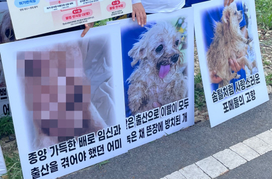 동물권행동 카라·KK9레스큐·코리안독스·유엄빠가 지난달 26일부터 28일까지 충남 보령의 불법 번식장에서 구조한 강아지들의 상태 사진=유가인 기자