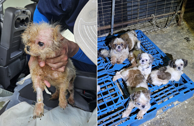 반려동물 경매장에서 거래되는 어린 개·고양이 상당수가 무허가 번식장에서 태어난다는 동물단체의 조사가 나왔다. 카라, KK9, 코리안독스, 유엄빠 등 동물단체는 지난달 26일 충남 보령의 불법 번식장에서 478마리의 개를 구조했다. 카라 제공