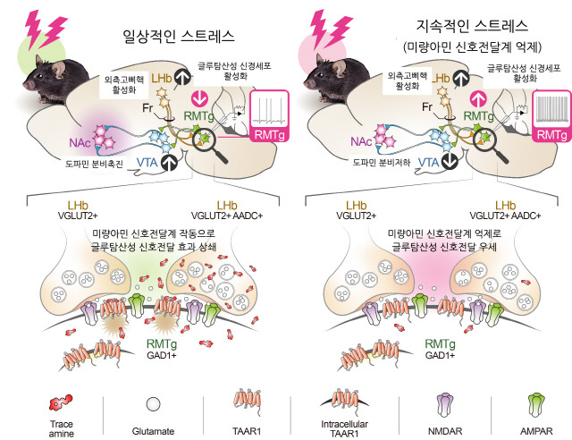 일상적인 스트레스와 지속적인 스트레스 상황에서의 외측고삐핵 미량아민 신호전달계 작용기전./사진=고려대 의료원