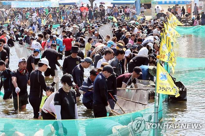 장흥 물축제 대왕장어잡기 행사 [장흥군 제공]