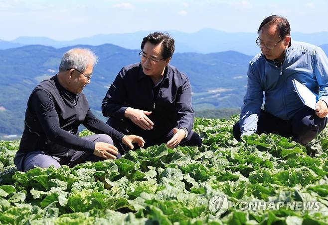 강원 여름배추 생산 현장 점검하는 정황근 장관 (서울=연합뉴스) 정황근 농림축산식품부 장관이 3일 강원도 강릉시 왕산면에 위치한 여름배추 밭을 방문, 생산 현장을 점검하고 있다. 2023.8.3 [농림축산식품부 제공. 재판매 및 DB 금지] photo@yna.co.kr