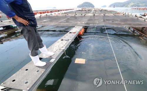 고수온에 시달리는 양식장 [연합뉴스 자료사진]