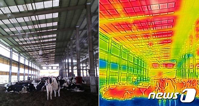 전국에 폭염특보가 이어진 3일 오후 경기도 화성시의 한 축사에서 젖소들이 쿨링포그 시설로 더위를 식히고 있다. 붉게 표시된 축사 천장은 온도가 상대적으로 높은 반면, 배수관을 따라 설치된 쿨링포그 시설은 상대적으로 온도가 낮은 노란색에서 초록색을 띄고 있다. (열화상 카메라 촬영) 2023.8.3/뉴스1 ⓒ News1 구윤성 기자