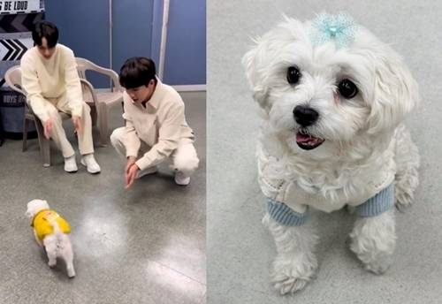 그룹 DKZ가 MK스포츠와 펫터뷰를 진행했다. 사진=동요엔터테인먼트