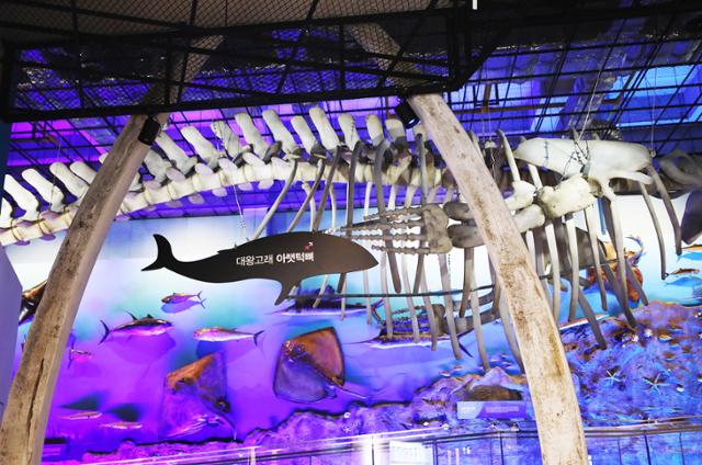 땅끝해양자연사박물관에 전시된 대왕고래 뼈. ⓒ박준규