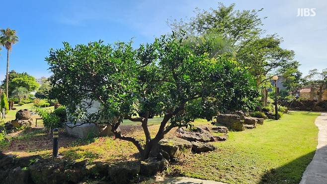 제주 '온주감귤나무' 1호로 여겨지는 나무의 후계목. (사진, 신동원 기자)