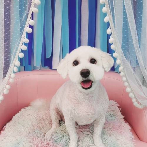 가수 김도희가 반려견 크림이를 소개했다. 사진=김도희 제공