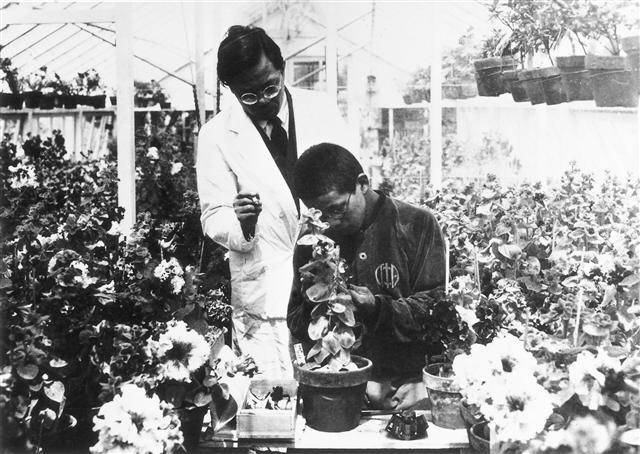 세계적인 육종학자 우장춘(왼쪽) 박사가 한국농업과학연구소 소장 당시 실습생에게 피튜니아 교배를 가르치고 있다. 그는 1930년 겹꽃 피튜니아(일명 우장춘 꽃)를 개발했다.  자료사진