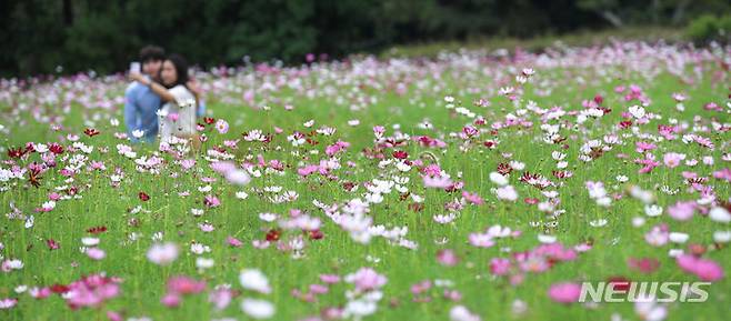 [제주=뉴시스] 우장호 기자 = '입추' 절기를 하루 앞둔 7일 오전 제주시 애월읍 항몽유적지에 코스모스가 활짝 피어 뜨거운 여름 속 가을 분위기를 자아내고 있다. 2023.08.07. woo1223@newsis.com