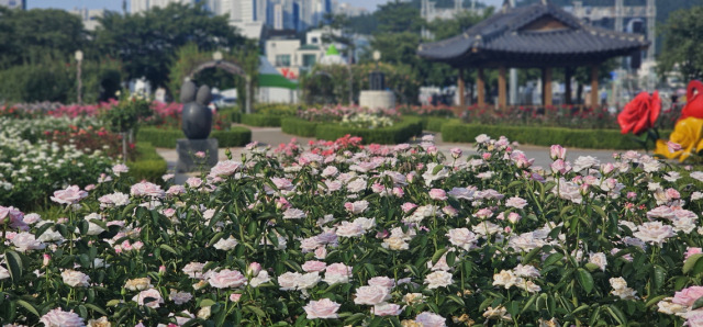 ▲여름 장미가 만개한 영일대 장미원 전경ⓒ포항시 제공