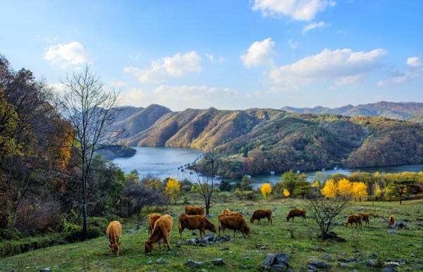 해피초원목장 /춘천시