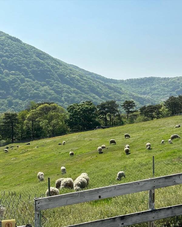 화순 무등산양떼목장 @armand__de
