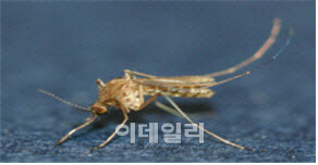 작은빨간집모기(사진=질병관리청 제공)