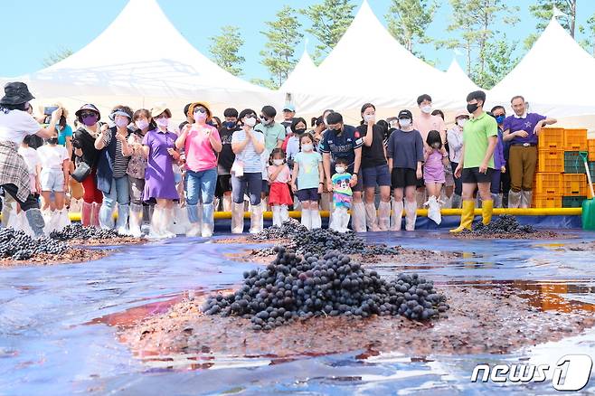 영동포도축제 포도밟기 행사  모습.  (영동군 제공) /뉴스1