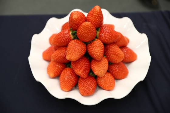 Kuemsil strawberries, developed by the Gyeongsangnam-do Agricultural Research & Extension Services [NATIONAL INSTITUTE OF HORTICULTURAL AND HERBAL SCIENCE]