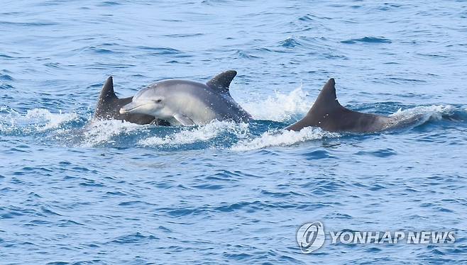 제주남방큰돌고래의 군무 [연합뉴스 자료 사진]