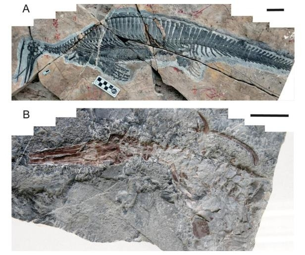 허베이성에서 발견된 해양 파충류 '후페스쿠스 난창엔시스' 화석 [BMC Ecology and Evolution, Long Cheng et al. 논문 캡처. 재판매 및 Db 금지]