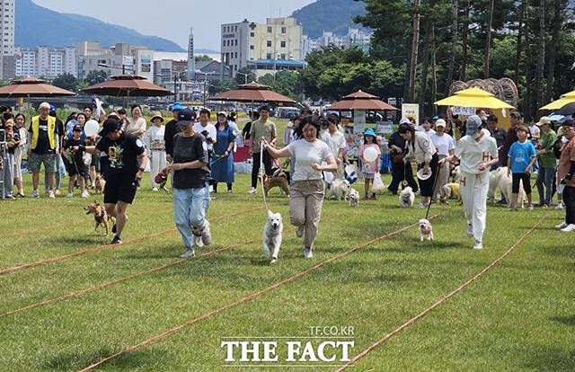 10월부터 탈구, 발치, 심장사상충 등 반려동물의 다빈도 진료 항목 100여개에 대해 진료비 부가가치세가 면제된다. 사진은 지난 6월 열린 '제1회 반려동물문화축제' 모습./더팩트DB