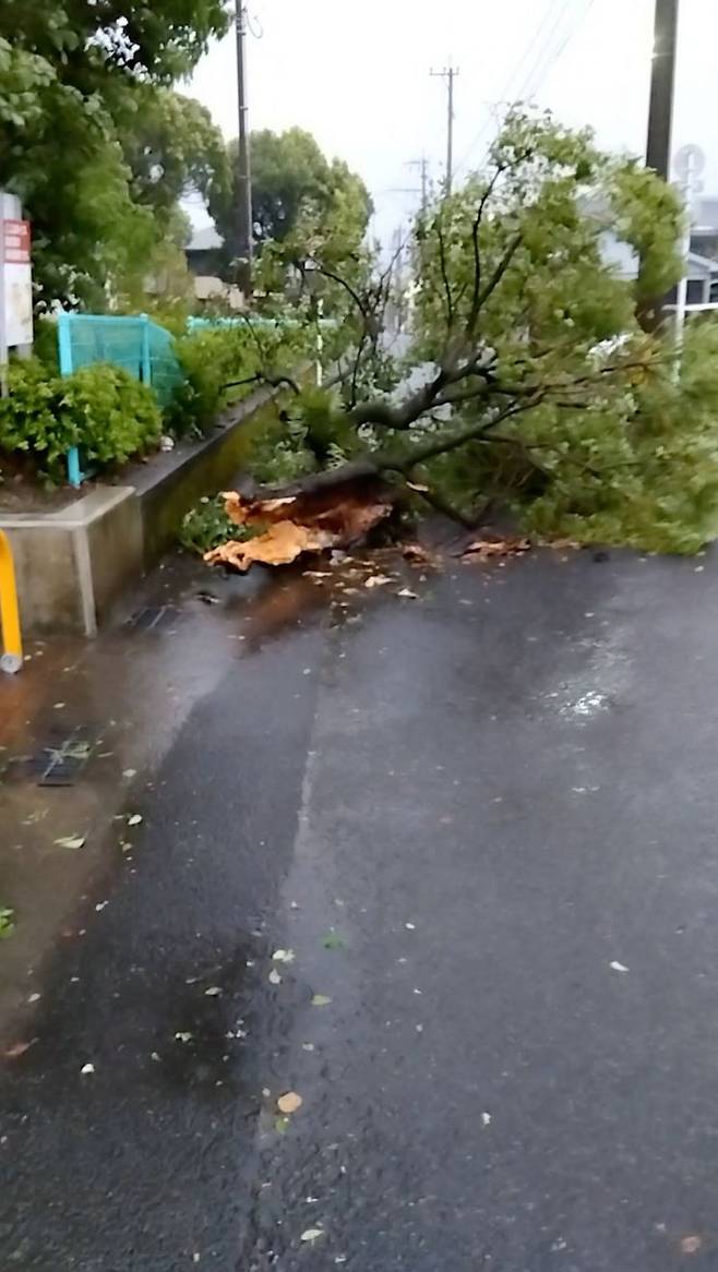 태풍 '카눈'이 일본 가고시마를 강타해 부러진 나무들이 도로에 쓰러져 있다. [이미지출처=로이터연합뉴스]