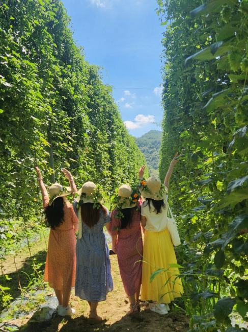 ▲ 홉 리스 모자만들기 체험자들이 직접 만든 모자를 쓰고, 홉 농장에서 인생샷을 찍고 있다.